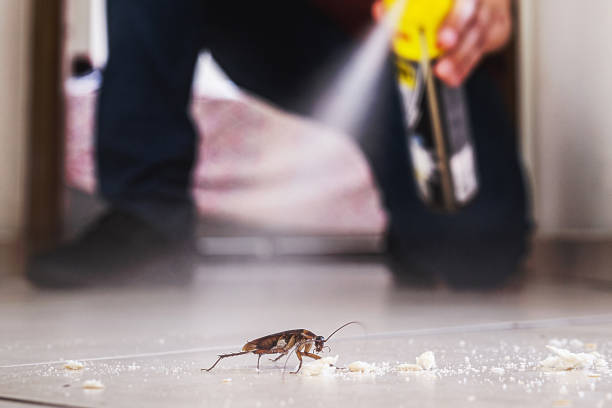 Best Wasp Removal Services  in Hill N Dale, FL
